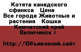 Котята канадского сфинкса › Цена ­ 15 - Все города Животные и растения » Кошки   . Камчатский край,Вилючинск г.